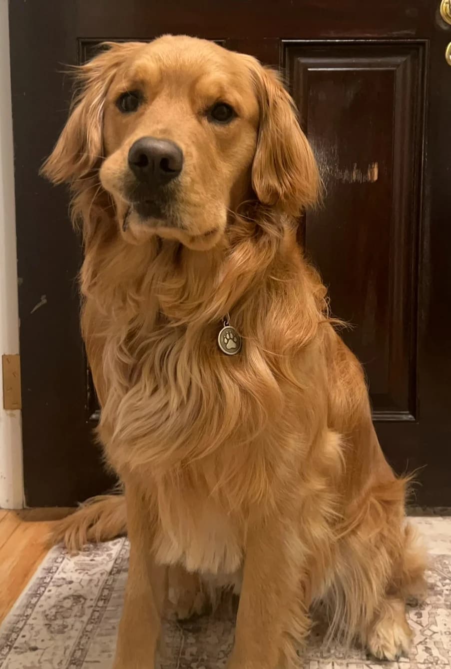 Tucker sitting upright showing full face, chest, and body proportions.