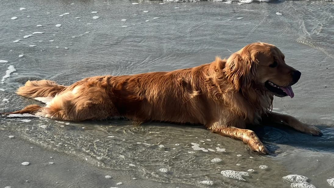 Tucker lying in shallow ocean water showing full side profile.