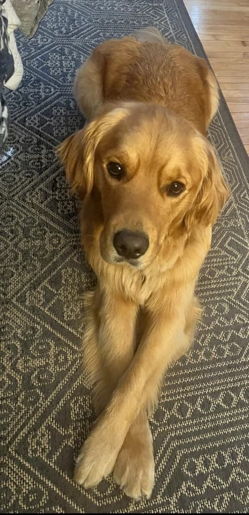 Tucker lying with his front paws crossed, looking directly at the camera.